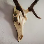 Harz Vital 브라운라제
